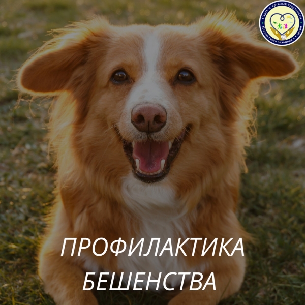 Профилактика бешенства